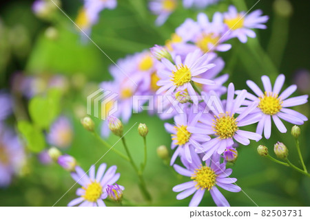 Zion flower Zion flower 82503731