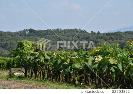Field of taro 82503832