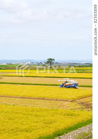 水稻收割 水稻收割 82503899