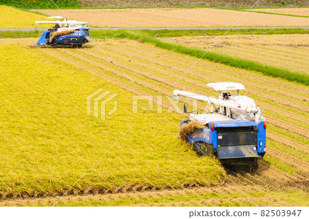 水稻收割 82503947