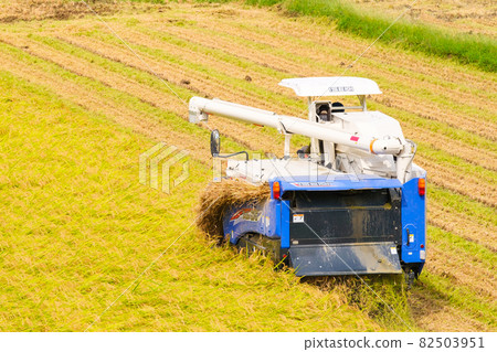Rice reaping 82503951
