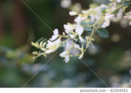 White flower flowers 82504483