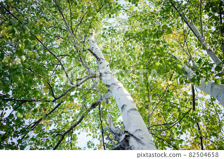 白樺樹 白樺樹 82504658