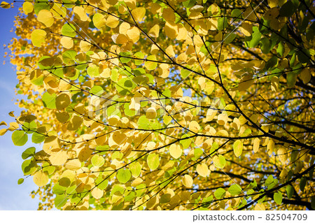 Autumn leaves Autumn leaves 82504709