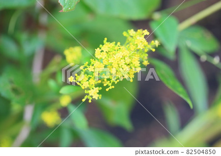 Female flower flowers 82504850