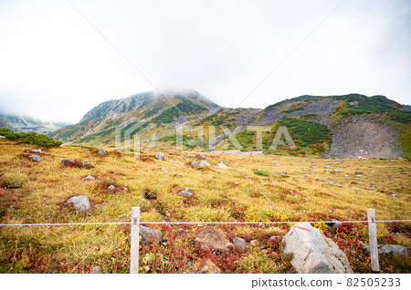 Tateyama Kurobe Alpine Route Murodo grass autumn leaves Tateyama Kurobe Alpine Route Murodo grass autumn leaves 82505233