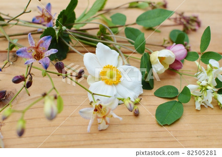 Cute flowers that bloom in autumn 82505281