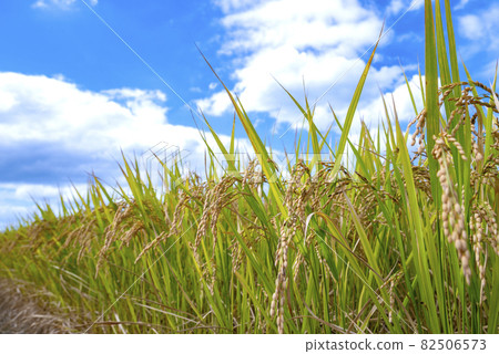 水稻收割 82506573