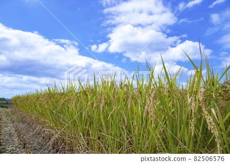 水稻收割 82506576