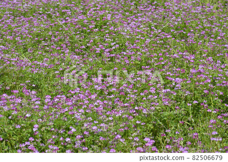 Astragalus field flower pattern Astragalus field flower pattern 82506679