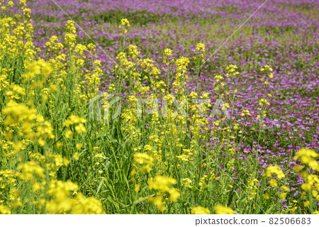 Astragalus and rape blossoms flower pattern Astragalus and rape blossoms flower pattern 82506683