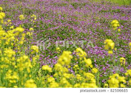 Astragalus and rape blossoms flower pattern Astragalus and rape blossoms flower pattern 82506685