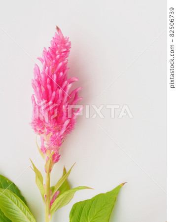 Pink cockscomb 82506739