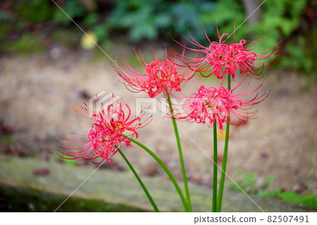 Higa bana花 82507491