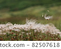 高山植物geum pentapetalum的白色絨毛 82507618