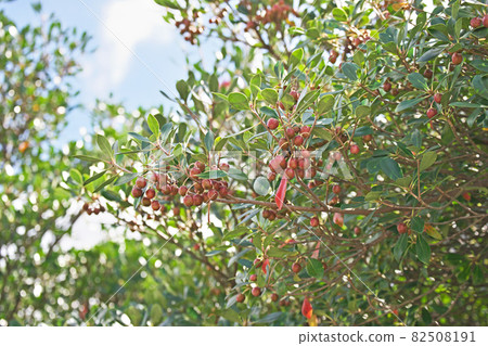 Red ternstroemia 82508191