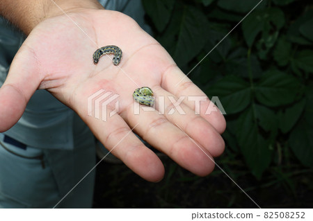 大豆田病蟲害防治 82508252