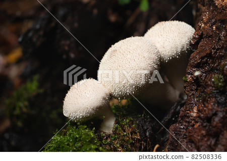 Group of edible lycoperdon perlatum mushrooms known as puffball grows on a tree stump in the forest 82508336