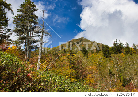 Beautiful autumn leaves of Tsugaike Natural Garden, Otari Village, Nagano Prefecture 82508517