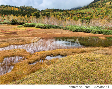 Beautiful autumn leaves of Tsugaike Natural Garden (Ukishima Marsh) Otari Village, Nagano Prefecture 82508541