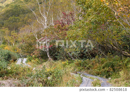Beautiful autumn leaves of beautiful Tsugaike Natural Garden and white tree shape of Betula ermanii, Otari Village, Nagano Prefecture Beautiful autumn leaves of beautiful Tsugaike Natural Garden and white tree shape of Betula ermanii, Otari Village, Nagano Prefecture 82508618