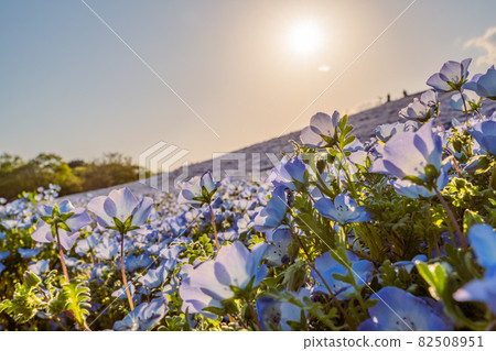 太陽 Nemophila 地毯照亮的 Nemophila 花田 太陽 Nemophila 地毯照亮的 Nemophila 花田 82508951