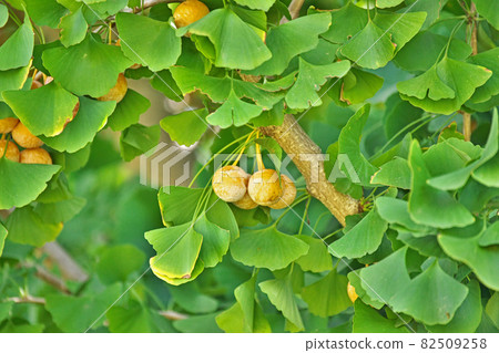 Ginkgo biloba turned yellow Ginkgo biloba turned yellow 82509258