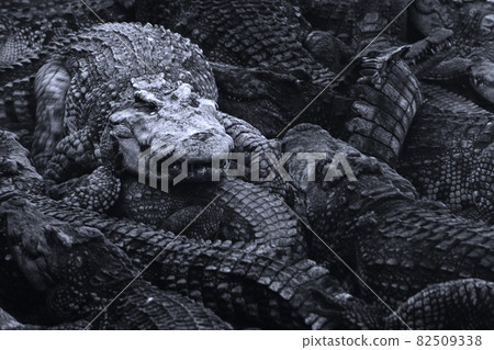 leader in a herd of crocodile walking on back of group of hungry crocodiles in the wild. nature and wildlife concept. leader in a herd of crocodile walking on back of group of hungry crocodiles in the wild. nature and wildlife concept. 82509338
