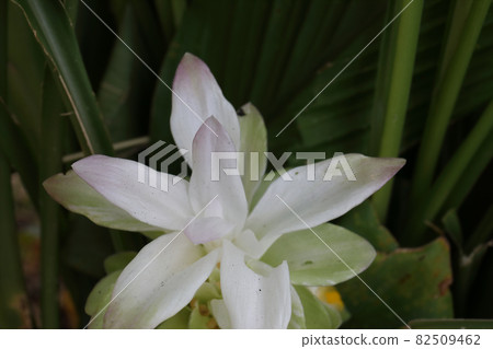 Autumn turmeric flowers Autumn turmeric flowers 82509462