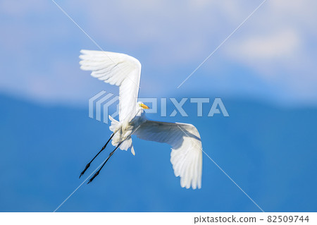 Flapping Shirajiri 82509744