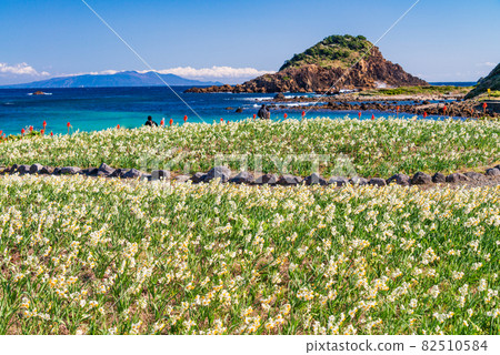 (Shizuoka Prefecture) Narcissus blooms, Cape Tsumeki in Minamiizu (Shizuoka Prefecture) Narcissus blooms, Cape Tsumeki in Minamiizu 82510584
