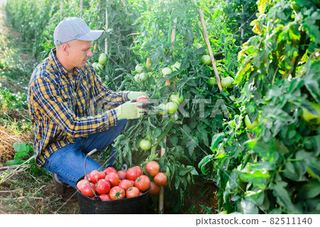 Man harvesting tomatoes 82511140