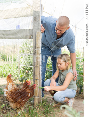 Father and her daughter feed chickens in chicken coop in backyard of country house 82511198