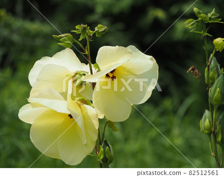 Flower Okra 82512561