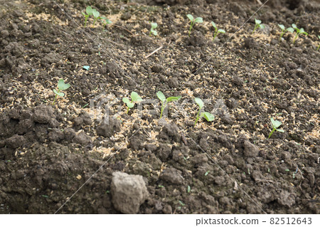 Seven days after sowing radish fields 82512643