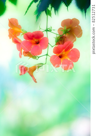 Nausuz Kazura 82512731