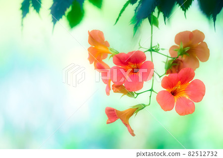 Nausuz Kazura 82512732