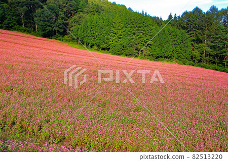 Akasoba "Takamine Ruby" Flower Akasoba no Sato 82513220