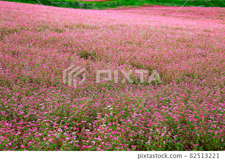 Akasoba "Takamine Ruby" Flower Akasoba no Sato Akasoba "Takamine Ruby" Flower Akasoba no Sato 82513221