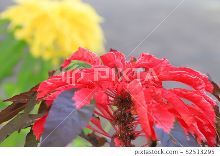 Large and colorfully dyed leaf chicken head (Amaranthus tricolor) Large and colorfully dyed leaf chicken head (Amaranthus tricolor) 82513295