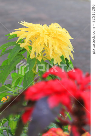 Large and colorfully dyed leaf chicken head (Amaranthus tricolor) 82513296