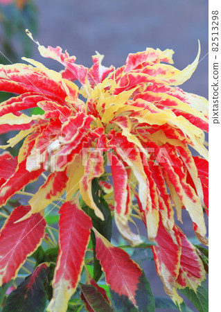 Large and colorfully dyed leaf chicken head (Amaranthus tricolor) 82513298