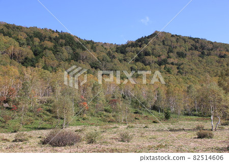 長野縣志賀高原純白樺林的景色，秋葉已經開始 82514606