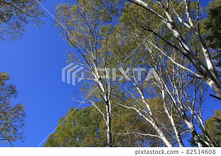 長野縣志賀高原純白樺林的景色，秋葉已經開始 82514608