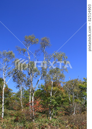 Scenery of pure birch forest in Shiga Kogen, Nagano Prefecture Scenery of pure birch forest in Shiga Kogen, Nagano Prefecture 82514903