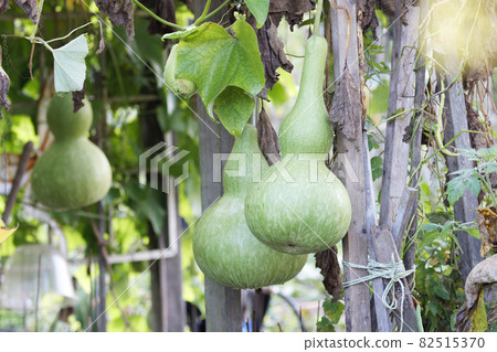 Green gourd Lagenaria siceraria Green gourd Lagenaria siceraria 82515370