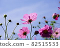 Cosmos near the agricultural land 82515533