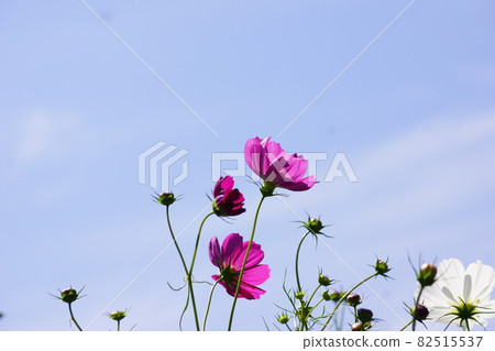 Autumn cherry blossoms near the cultivated land Autumn cherry blossoms near the cultivated land 82515537