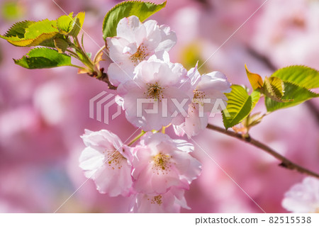 Lush blooming pink sakura blossoms. Spring Background image Lush blooming pink sakura blossoms. Spring Background image 82515538