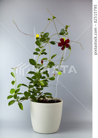 Indoor flower on a gray background. 82515795